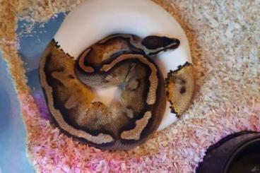 Ball Pythons kaufen und verkaufen Photo: 1.2 Python Regius / Königspython