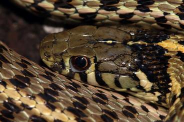 Nattern ungiftige  kaufen und verkaufen Foto: Thamnophis marcianus / Karierte Strumpfbandnattern