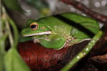 frogs kaufen und verkaufen Photo: Suche Nyctimystes infrafrenatus 0.1 (Litoria infrafrenata) 