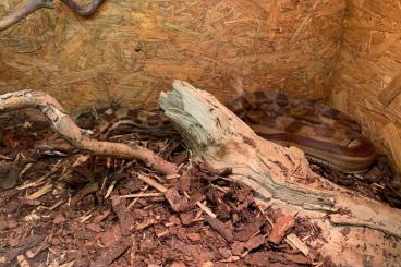 Boas kaufen und verkaufen Photo: Boa Constrictor Imperator 