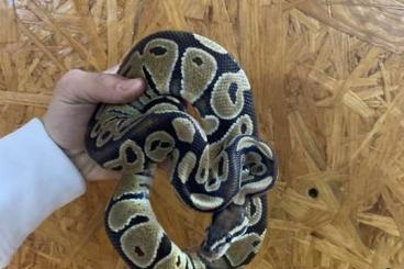 Ball Pythons kaufen und verkaufen Photo: Königspython 0.4 verschieden Farben