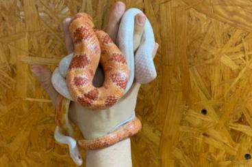Nattern ungiftige kaufen und verkaufen Foto: Kornnatter verschieden Farben Nattern ungiftige kaufen und verkaufen Foto: Kornnatter verschieden Farben