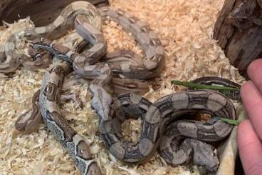 Boas kaufen und verkaufen Foto: Boa Constrictor Constrictor 0.0.4 Boas kaufen und verkaufen Foto: Boa Constrictor Constrictor 0.0.4