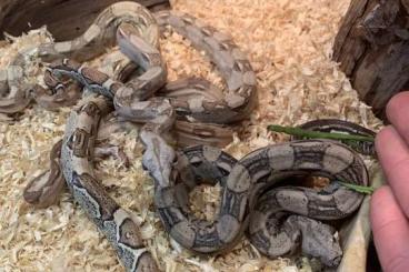 Boas kaufen und verkaufen Foto: Boa Constrictor Constrictor 0.0.4