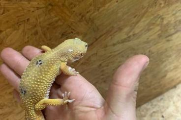 Geckos kaufen und verkaufen Foto: Giant-Leopardgecko 1.0 zu verkaufen 