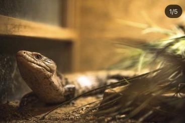 Skinke kaufen und verkaufen Foto: Verkaufe  Blauzungenskink