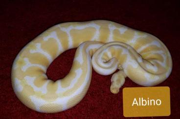 Ball Pythons kaufen und verkaufen Photo: Adulte Königsphyton zu verkaufen 