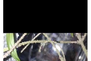 Vogelspinnen kaufen und verkaufen Foto: Dolchothele dimantensis weibchen 