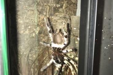Spinnen und Skorpione kaufen und verkaufen Foto: Drei Vogelspinnen mit drei Terrarien und der ganzen Einrichtung. Spinnen und Skorpione kaufen und verkaufen Foto: Drei Vogelspinnen mit drei Terrarien und der ganzen Einrichtung.