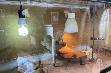 Lizards kaufen und verkaufen Photo: Wunderschöne Bartagame mit Terrarium 