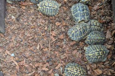 Schildkröten kaufen und verkaufen Foto: Erwachsene THH Paare zu verkaufen Schildkröten kaufen und verkaufen Foto: Erwachsene THH Paare zu verkaufen