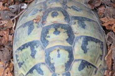Tortoises kaufen und verkaufen Photo: Adultes THB Weibchen abzugeben Tortoises kaufen und verkaufen Photo: Adultes THB Weibchen abzugeben