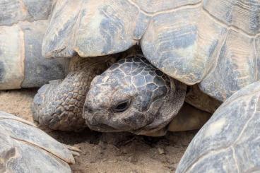 Tortoises kaufen und verkaufen Photo: Breitrandschildkrötenpaar abzugeben Tortoises kaufen und verkaufen Photo: Breitrandschildkrötenpaar abzugeben