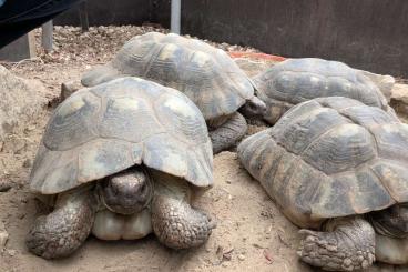 Tortoises kaufen und verkaufen Photo: Erwachsene Tiere abzugeben Tortoises kaufen und verkaufen Photo: Erwachsene Tiere abzugeben