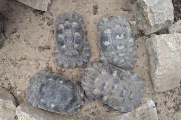 Landschildkröten kaufen und verkaufen Foto: Testudo Marginata zu verkaufen Landschildkröten kaufen und verkaufen Foto: Testudo Marginata zu verkaufen