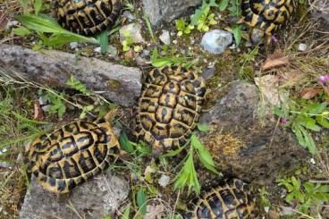 Tortoises kaufen und verkaufen Photo: THHBöcke aus der Toskana abzugeben Tortoises kaufen und verkaufen Photo: THHBöcke aus der Toskana abzugeben