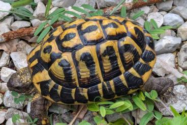 Tortoises kaufen und verkaufen Photo: Zuchtgruppe THH abzugeben Tortoises kaufen und verkaufen Photo: Zuchtgruppe THH abzugeben