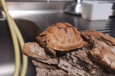Tortoises kaufen und verkaufen Photo:  Testudo Kleinmanninachzuchten