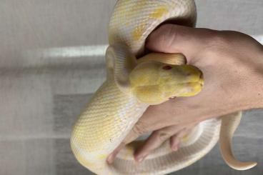 Ball Pythons kaufen und verkaufen Photo: 1.0 Python Regius Spider Albino