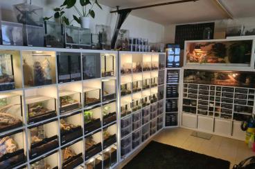 Vogelspinnen kaufen und verkaufen Foto: Jungle Visions Collective - Weinstadt, 12.10. Vogelspinnen kaufen und verkaufen Foto: Jungle Visions Collective - Weinstadt, 12.10.