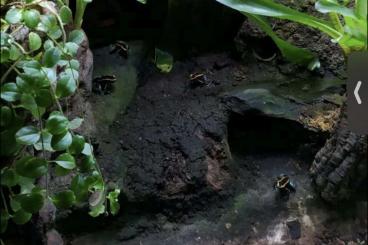 frogs kaufen und verkaufen Photo: Phyllobates Vittatus gestreifter Baumsteiger