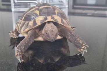 Schildkröten  kaufen und verkaufen Foto: Testudo hermanni (männlich) in Deckenpfronn abzugeben.