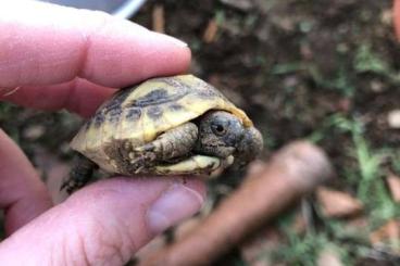 Landschildkröten kaufen und verkaufen Foto: Griechische Landschildkröten aus 2021