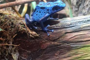 Poison dart frogs kaufen und verkaufen Photo: Biete 0.1 Dendrobates tinctorius azureus