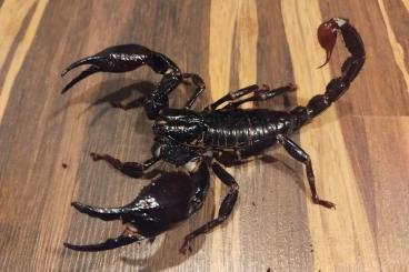 Spiders and Scorpions kaufen und verkaufen Photo: Verona Reptiles - table number 485-489 Spiders and Scorpions kaufen und verkaufen Photo: Verona Reptiles - table number 485-489
