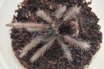 Spiders and Scorpions kaufen und verkaufen Photo: intermedia, Dominican Purple, rosea red, spinifer Spiders and Scorpions kaufen und verkaufen Photo: intermedia, Dominican Purple, rosea red, spinifer