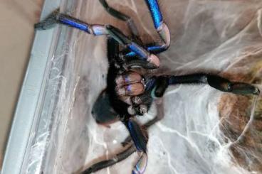 Spinnen und Skorpione kaufen und verkaufen Photo: 2.2 Chilobrachys natanicharum (Electric Blue) 80€/4! Spinnen und Skorpione kaufen und verkaufen Photo: 2.2 Chilobrachys natanicharum (Electric Blue) 80€/4!