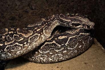 Boas kaufen und verkaufen Foto: Boa Constrictor Occidentalis 0.1