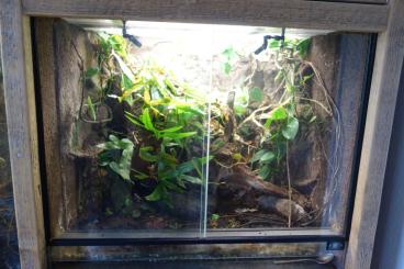 Terrarien kaufen und verkaufen Foto: Terrarium Pfeilgiftfrösche Dendrobaten Terrarien kaufen und verkaufen Foto: Terrarium Pfeilgiftfrösche Dendrobaten