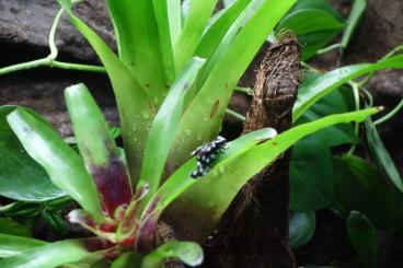 Poison dart frogs kaufen und verkaufen Photo: 3.0 Excidobates Mysteriosus Poison dart frogs kaufen und verkaufen Photo: 3.0 Excidobates Mysteriosus