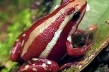 Poison dart frogs kaufen und verkaufen Photo: 1,0 Epipedobates anthonyi