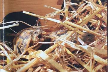 Landschildkröten kaufen und verkaufen Foto: Fachbuch Landschildkröten