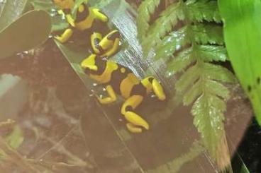 frogs kaufen und verkaufen Photo: Verkaufe Ooohaga histrionica blue, Oophaga Lehmanns yellow frogs kaufen und verkaufen Photo: Verkaufe Ooohaga histrionica blue, Oophaga Lehmanns yellow