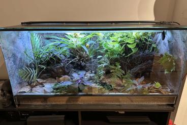 Poison dart frogs kaufen und verkaufen Photo: Terrarium mit Pfeilgiftfrösche