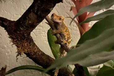 Geckos kaufen und verkaufen Foto: Kronengecko Mit Terrarium 