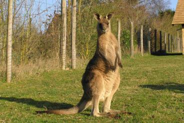Exotische Säuger kaufen und verkaufen Foto: Young grey kangaroos (Macropus giganteus & M. fuliginosus) for sale