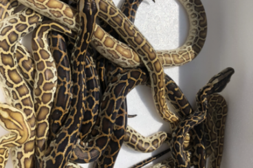 Schlangen kaufen und verkaufen Foto: Burmese python baby 5/2021