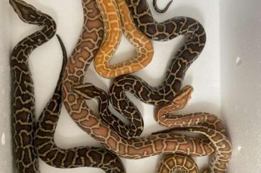 Pythons kaufen und verkaufen Photo: Snakes babys Burmese Pythons 5/2022