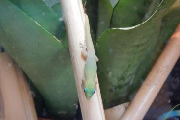 Geckos kaufen und verkaufen Photo: Phelsuma laticauda laticauda Nachzucht 0.5 abzugeben
