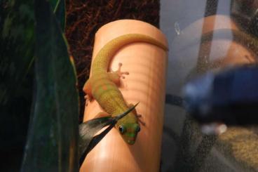 Geckos kaufen und verkaufen Foto: Phelsuma laticauda 5 junge Weibchen suchen ein neues Zuhause