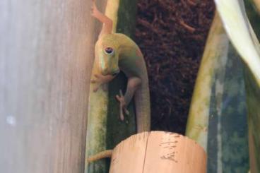 Geckos kaufen und verkaufen Foto: Phelsuma laticauda Nachzuchttiere zum Abgeben