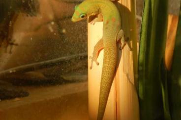 Geckos kaufen und verkaufen Foto: Goldstaub-Taggecko / Phelsuma laticauda halb ausgewachsene Nachzuchtti
