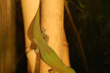 Geckos kaufen und verkaufen Foto: Goldstaub-Taggecko / Phelsuma laticauda Nachzuchten abzugeben