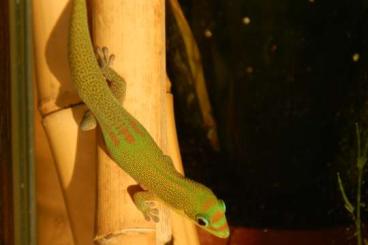 Geckos kaufen und verkaufen Foto: Goldstaub-Taggecko / Phelsuma laticauda Nachzuchten 10/21 - 8/22