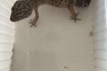 Geckos kaufen und verkaufen Foto: Leopardgecko Wildtyp 2018
