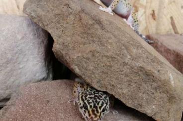 Geckos kaufen und verkaufen Foto: Leopardgeckos zu verkaufen 